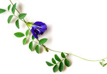 Butterfly Pea Or Blue Pea, Clitoria Ternatea And Green Leaf Pattern Texture Background. 
