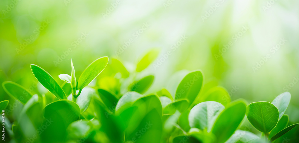Green leaf on blurred greenery background. Beautiful leaf texture in sunlight. Natural background. close-up of macro with free space for text. - obrazy, fototapety, plakaty 