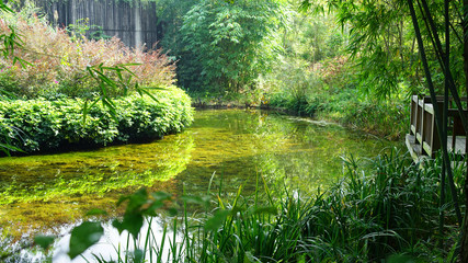 A beautiful lake inside the Chengdu Research Base of Giant Panda Breeding, with bamboo tree ar