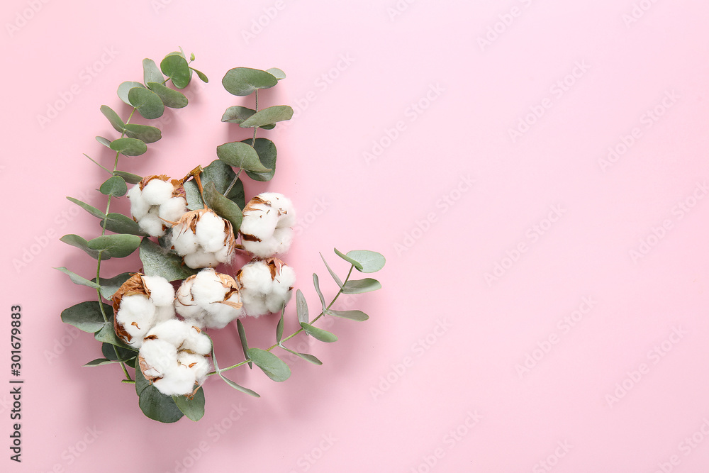 Beautiful cotton flowers and eucalyptus branches on color background - obrazy, fototapety, plakaty 