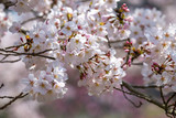 Fototapeta  - 桜の花　春イメージ
