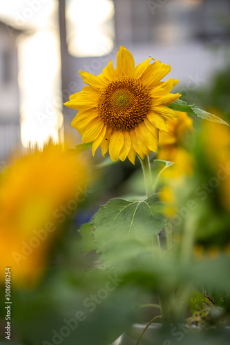 ヒマワリの花 夏イメージ Stock Photo Adobe Stock ヒマワリの花 夏イメージ Stock Photo Adobe Stock