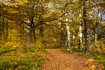 bunter foret de Grendelbruch in den Vogesen