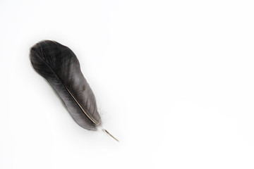 Beautiful dark grey feather