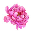 peony flower watercolor illustration on white background