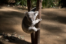 The Joey Koala Is Climbing Down A Tree