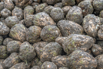 Poster - Recently harvested sugar beets from close