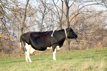 Wall Mural - cow in the pasture