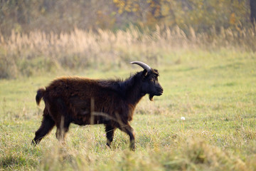 nanny-goat