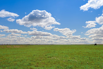 Wall Mural - Summer landscape with green field and blue sky with clouds