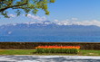Tulip festival in spring by day, Morges, Switzerland
