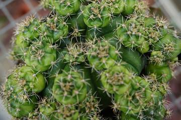 Poster - Isolated cactus on blur background. close up cactus coral.  Green cactus floral botanical flower. Close up succulent plants , green succulents isolated. coral cactus. Cactaceae.