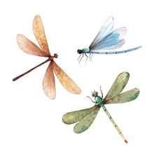 Watercolor Summer Dragonfly Insect Colourful Illustrations Set