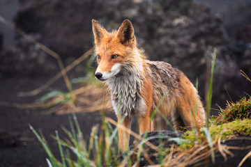 Wall Mural - red fox at the edge of a forest/red fox/red fox (vulpes vulpes)