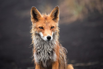 Wall Mural - red fox at the edge of a forest/red fox/red fox (vulpes vulpes)