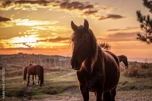 Fotografía Silhueta de cavalo ao pôr do sol nas montanhas