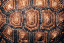 Turtle Back Background Texture