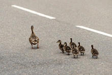 Three Chicks On A Road. Free Stock Photo - Public Domain Pictures