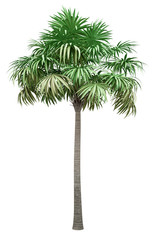 Wall Mural - thatch palm tree isolated on white background