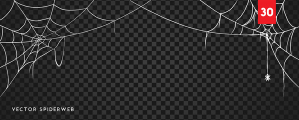 halloween cobweb and spiders isolated on dark transparency background