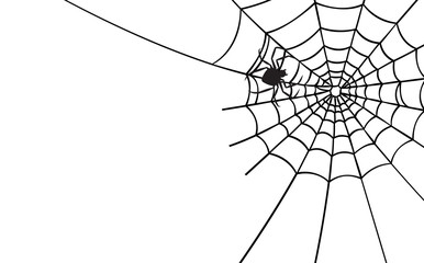 Wall Mural - halloween spider web and spiders isolated on white background