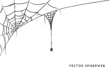 Wall Mural - Halloween spider web and spiders isolated on white background