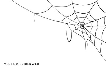 Wall Mural - halloween spider web and spiders isolated on white background