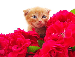 Wall Mural - Little cat with red flowers.