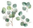 Eucalyptus branches set hand drawn in watercolor isolated on a white background. Floral elements for creating invitations, greeting cards, arrangements. Botanical illustration. Watercolor painting