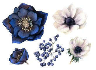 Set of picturesque dark blue flowers (hellebores), white anemones and viburnum berries bunch hand drawn in watercolor isolated on a white background. Botanical illustration. Floral watercolor elements