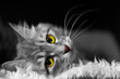 © Aniland - White and black image of cat with yellow and green eyes lying on soft white fur on black background, horizontal closeup view with head