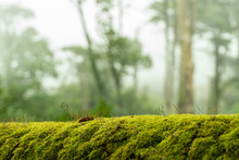 Green Moss On Bark Tree In Forest. Trees On Background. Foggy Weather. Background Of Moss For Wallpaper. Macro Close View.