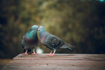 Pigeons love. Two Pigeons in love in park