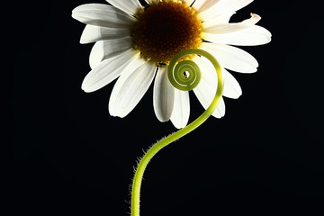 Wall Mural - young shoots stems black background / nature concept spring freshness strength health, green leaves 