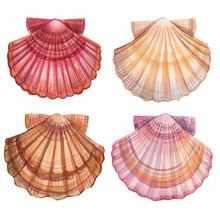 Set Of Seashells On An Isolated White Background, Watercolor Illustration