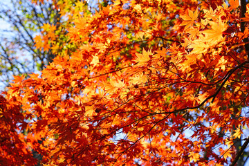 Wall Mural - Red foliage of a Japanese Maple tree in the fall