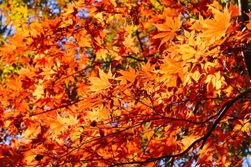 Wall Mural - Red foliage of a Japanese Maple tree in the fall