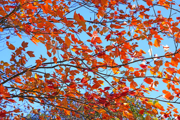 Wall Mural - Colorful golden and red foliage of a maple tree in autumn