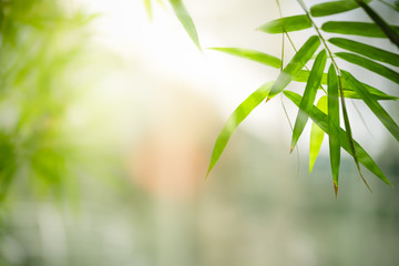  Bambus opuszcza, Zielony liść na zamazanym zieleni tle. Piękna liść tekstura w świetle słonecznym. Naturalne tło. zbliżenie makra z wolnym miejscem na tekst.