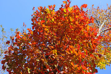 Wall Mural - Colorful golden and red foliage of a maple tree in autumn