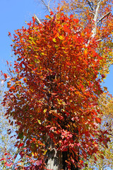 Wall Mural - Colorful golden and red foliage of a maple tree in autumn