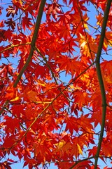 Wall Mural - Red foliage of a Japanese Maple tree in the fall