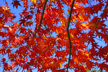 Wall Mural - Red foliage of a Japanese Maple tree in the fall
