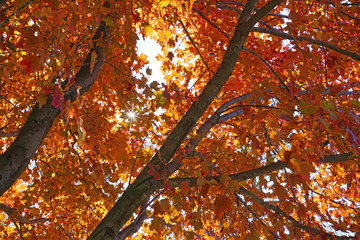 Wall Mural - Colorful golden and red foliage of a maple tree in autumn