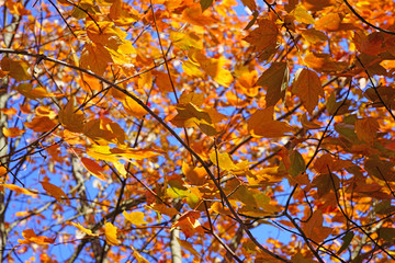 Wall Mural - Colorful golden and red foliage of a maple tree in autumn