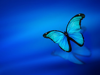 blue butterfly on sky blue background