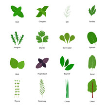 Set Of Culinary Herbs, Vector Illustration