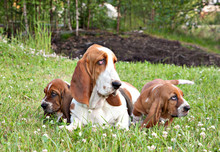 Two  Basset Hound  Puppies  His Mom On A Green Lawn Among Clovers