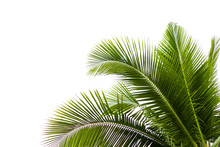 Coconut Leaves On A Isolated White Background,clipping Paths