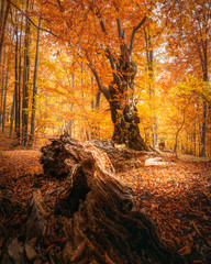 Wall Mural - Beautiful beech forest with a fallen tree in the foreground. Amazing fall scenery